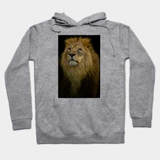 Lion, Waiting Hoodie